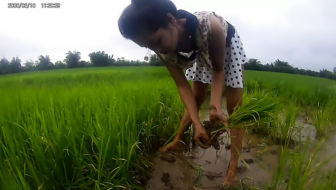 Gadis Amatur Memamerkan Kecantikannya Di Padang Beras